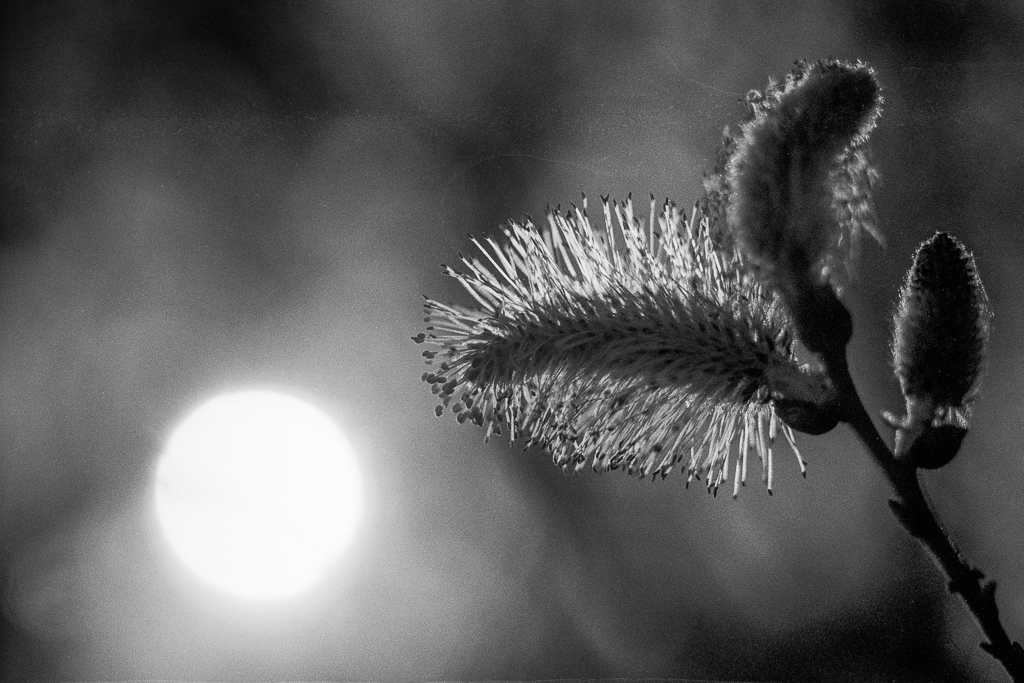 Frühling