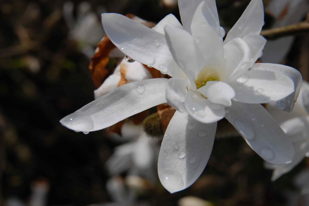 frühling