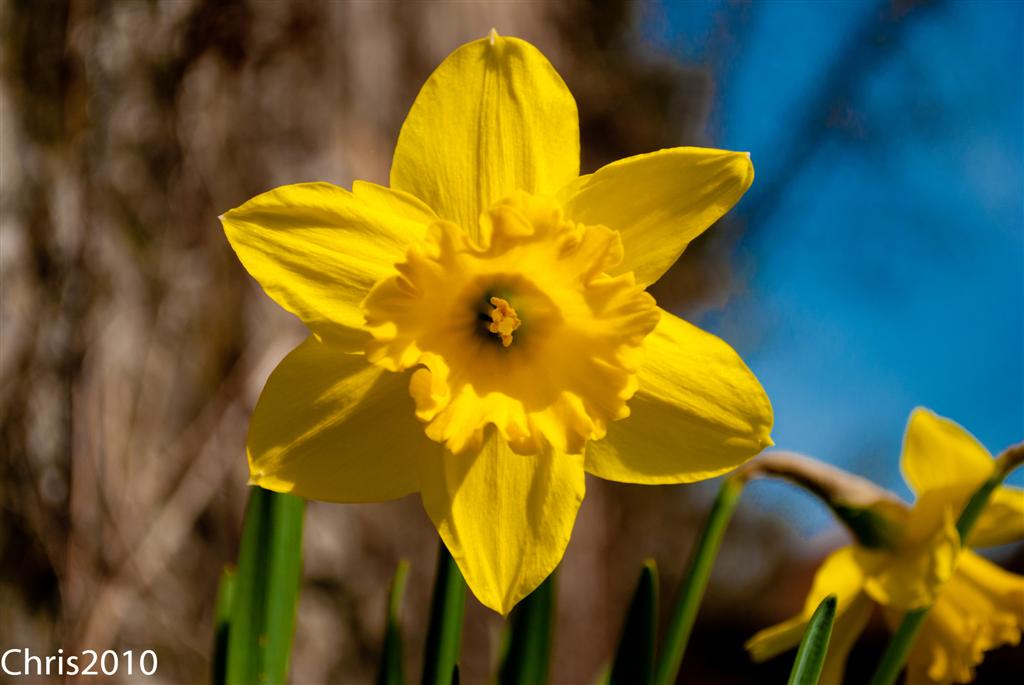 Frühling
