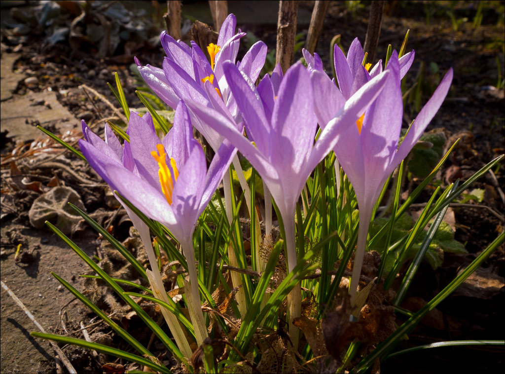 Frühling2