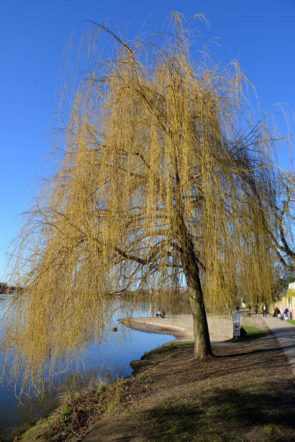 frühling_ladenburg.jpg