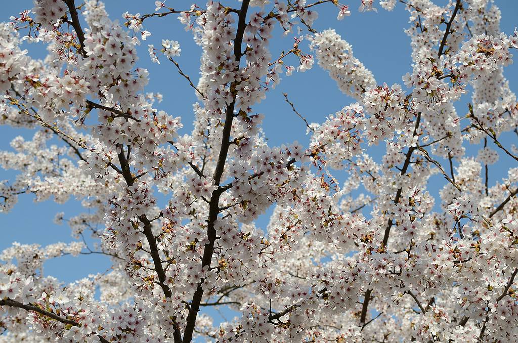 FrühlingFrühling 54