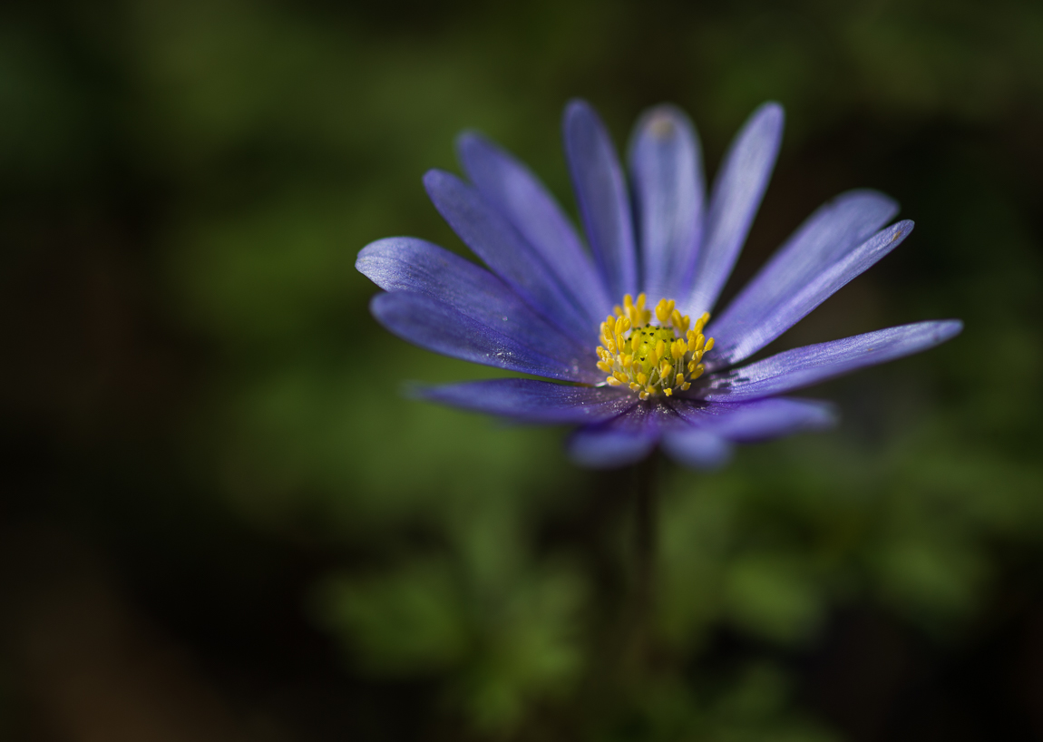 Frühlings-Bergblume