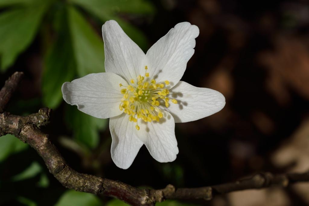 Frühlingsblüten