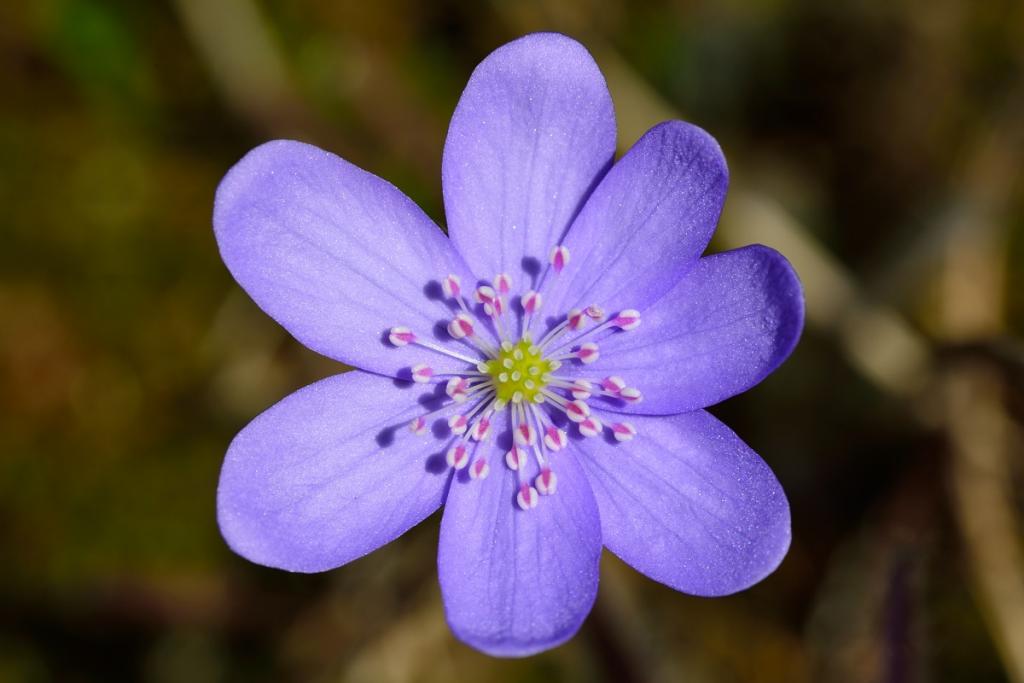 Frühlingsblüten2