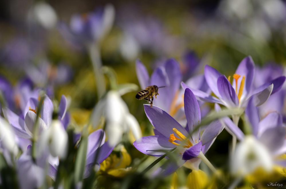 Frühlingsbote 2013

Nikon D7000, sigma 105Ex, freihand, JPeg