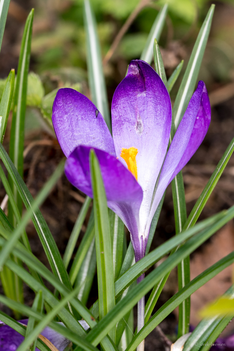 Frühlingsbote 6