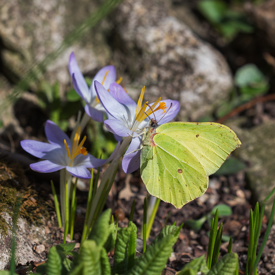 Frühlingsboten