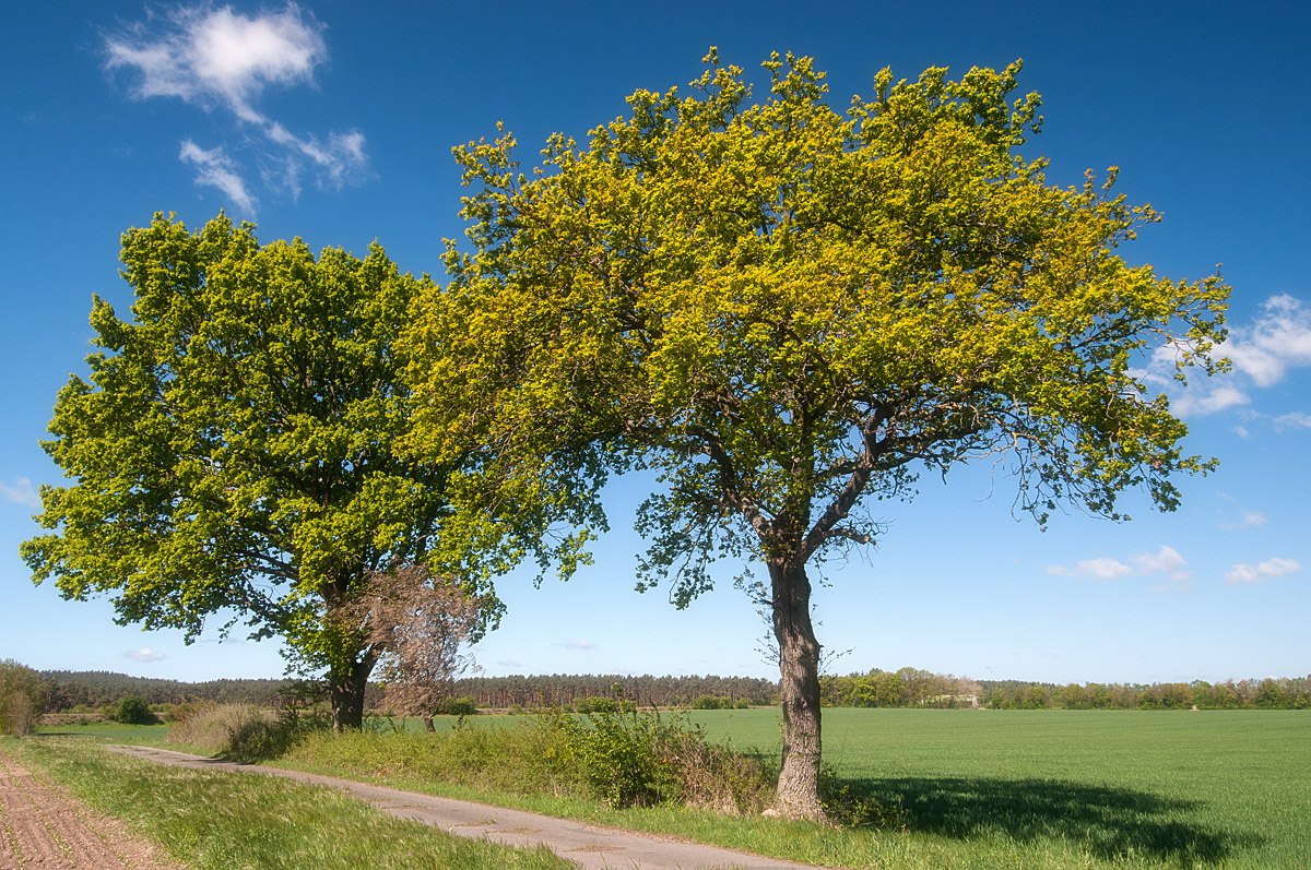 Frühlingseichen.jpg