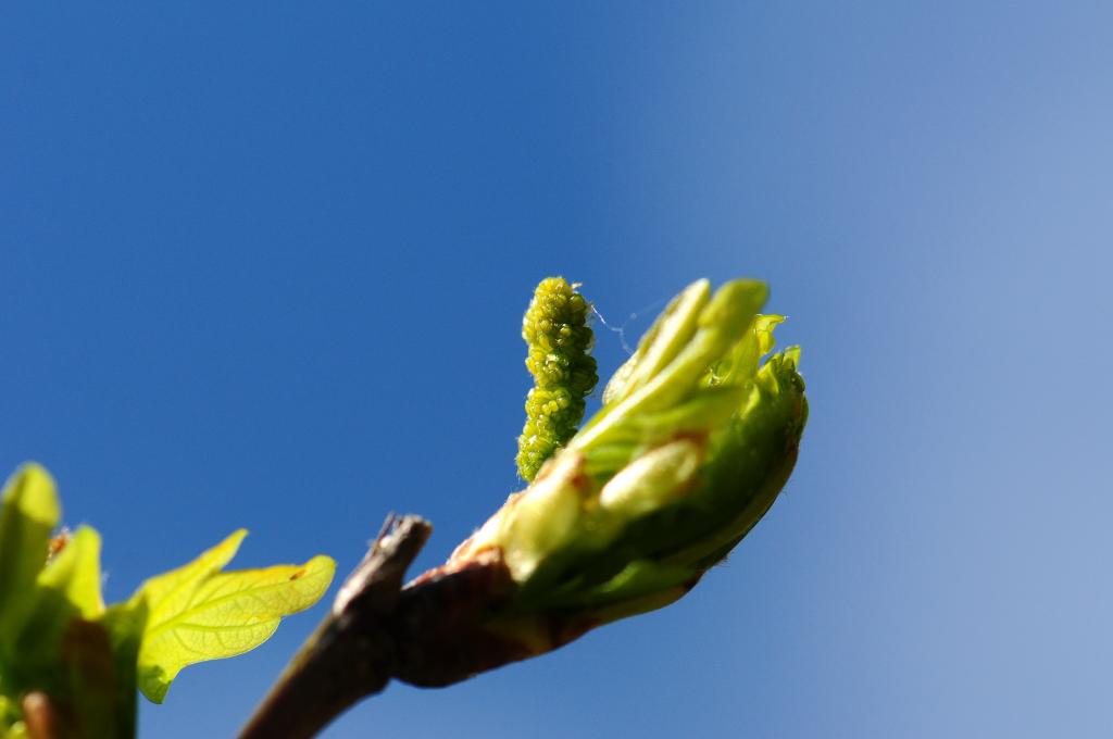 Frühlingserwachen