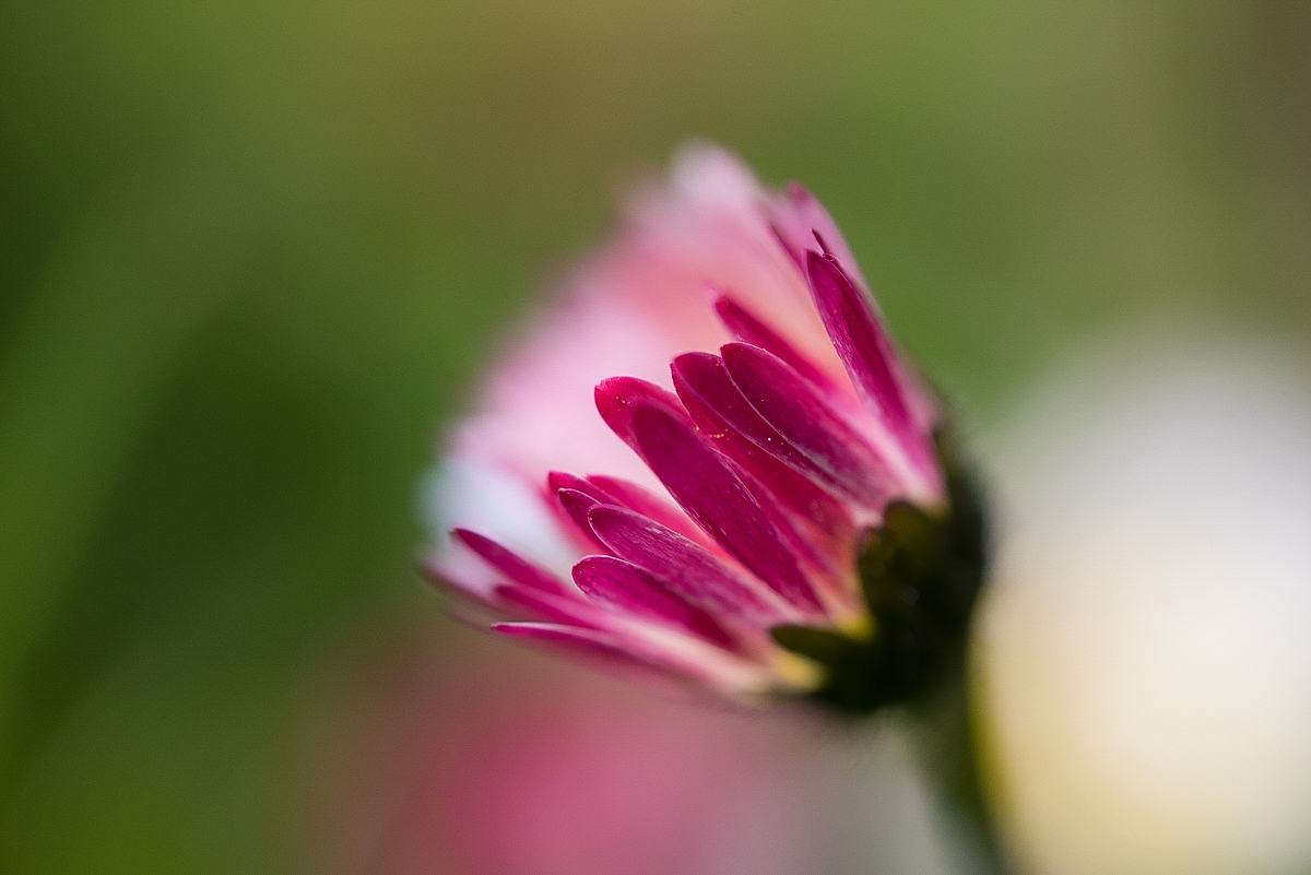 Frühlingsfarben 2 (1 von 1).JPG