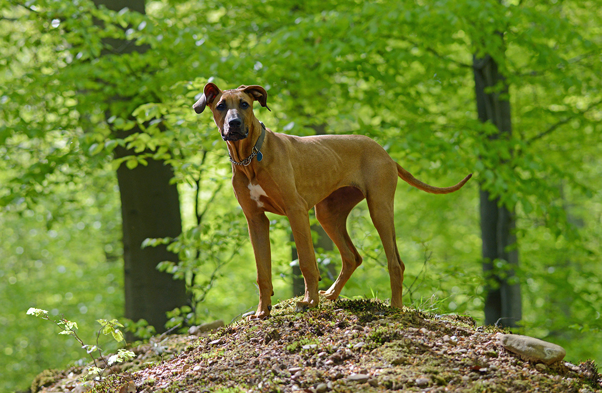 Frühlingshund 1