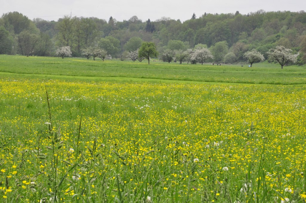 Frühlingswiese im Wiesental