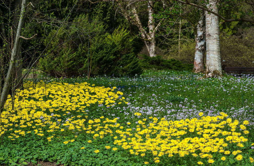 Frühlingswiese