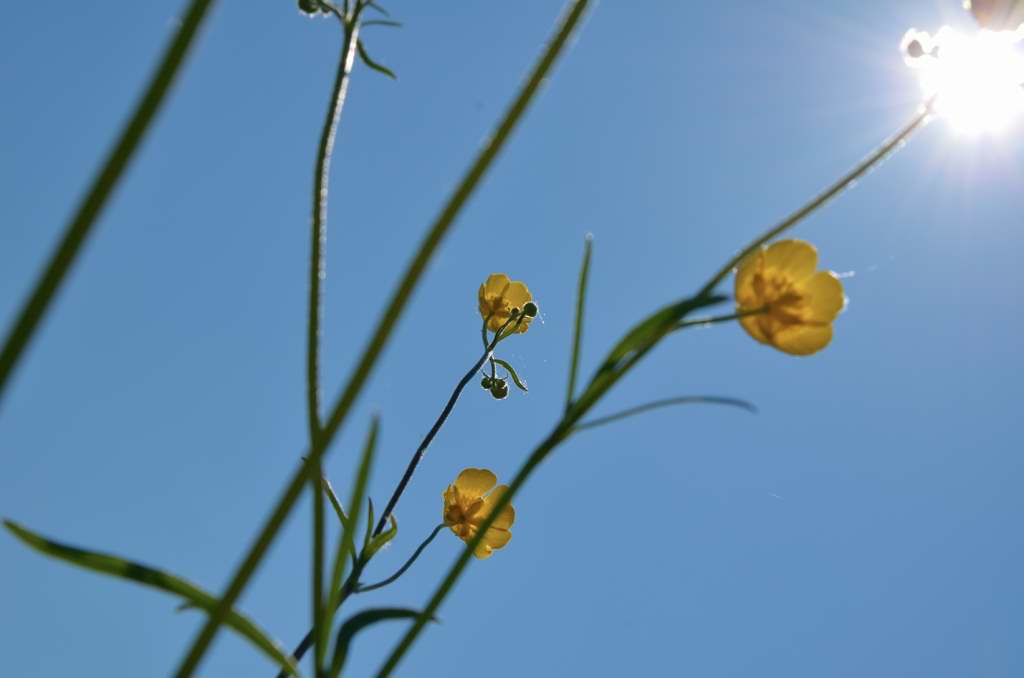 Frühsommerwiese Schwäbische Alb 1