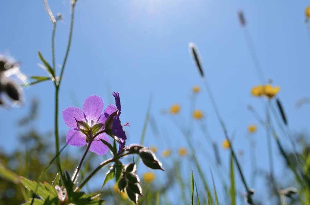 Frühsommerwiese Schwäbische Alb 2