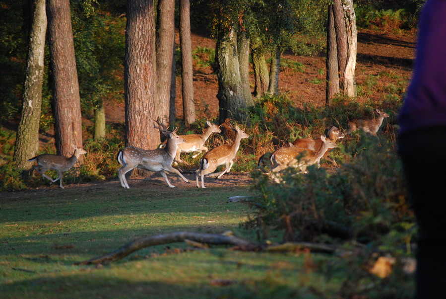 Frühsport
Das Wild war morgens richtig 'wild' und herrlich zu beobachten