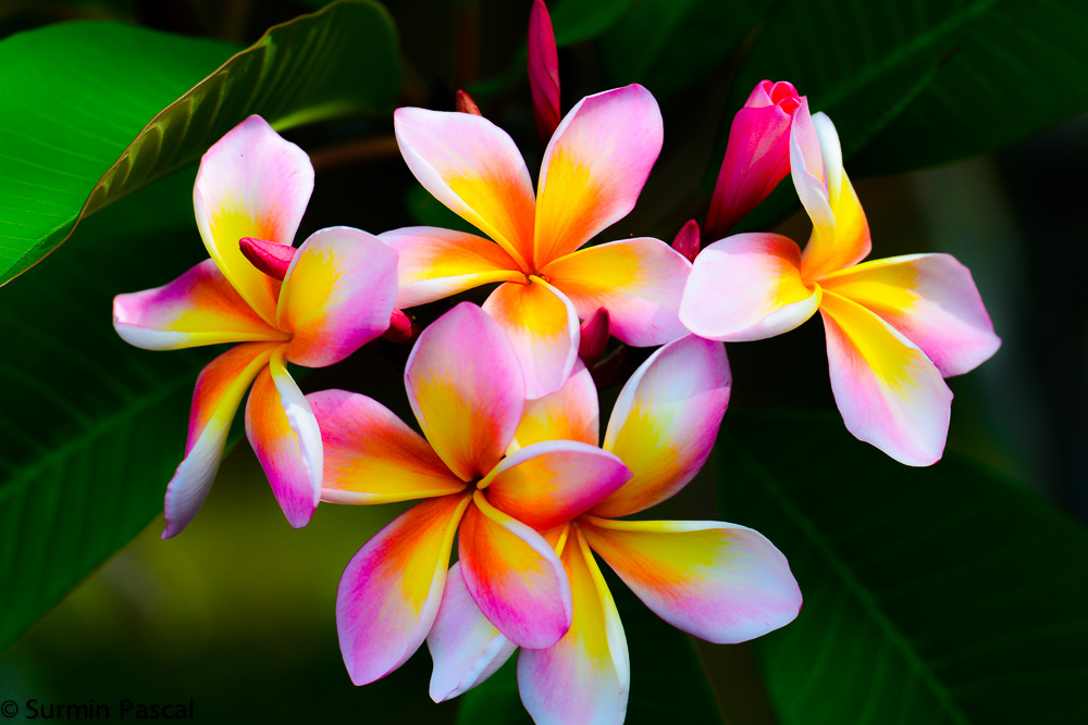Frangipani Blüte