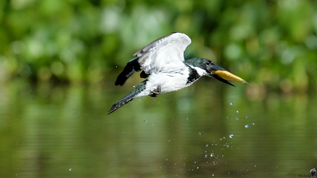 Frau Amazonasfischer (Amazon Kingfisher) nach erfolgreicher Schnäppchenjagd

s825 PantanalHotel AmazonKingfisher 9752
