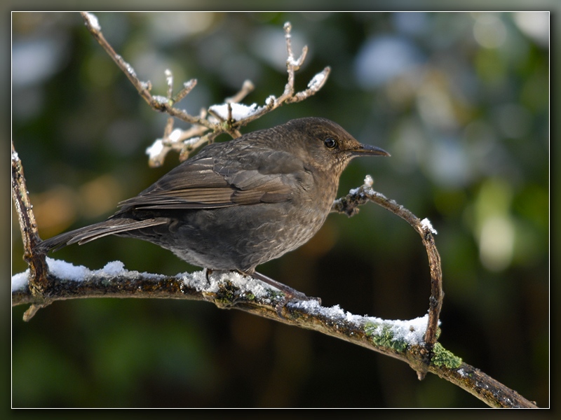 Frau Amsel