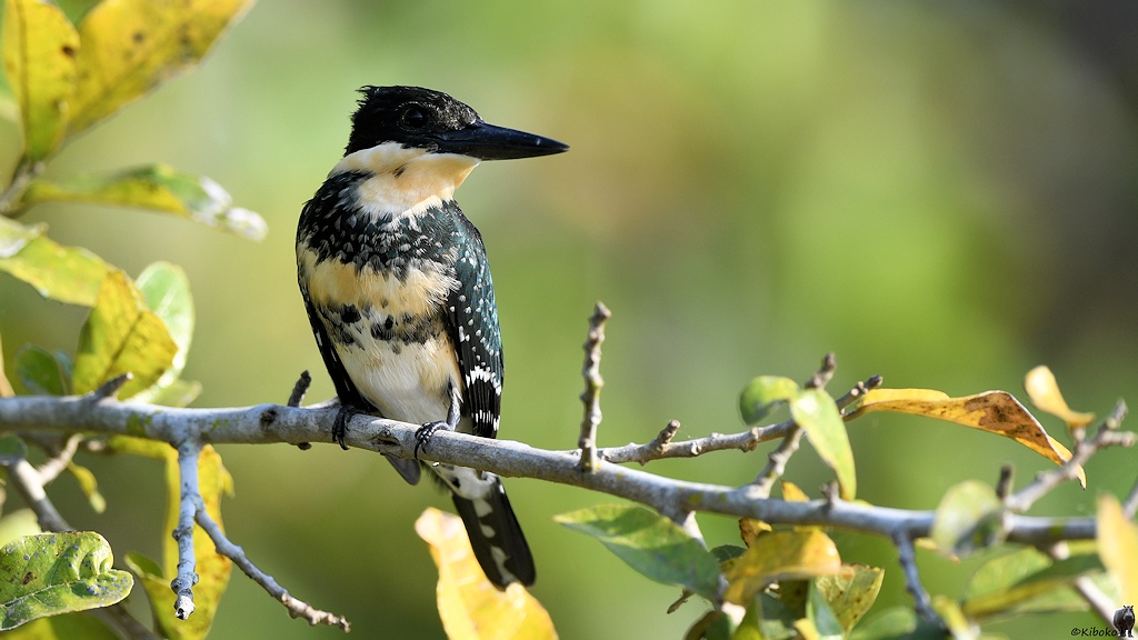 Frau Grünfischer (Green Kingfisher) 

s1118 RioClaro GreenKingfisher 7287