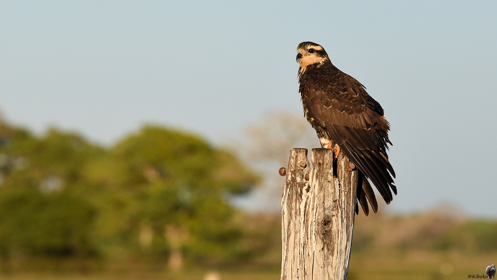 Frau Grauweihe (Cinereous Harrier)

s208 RioClaro CinereousHarrier 0687