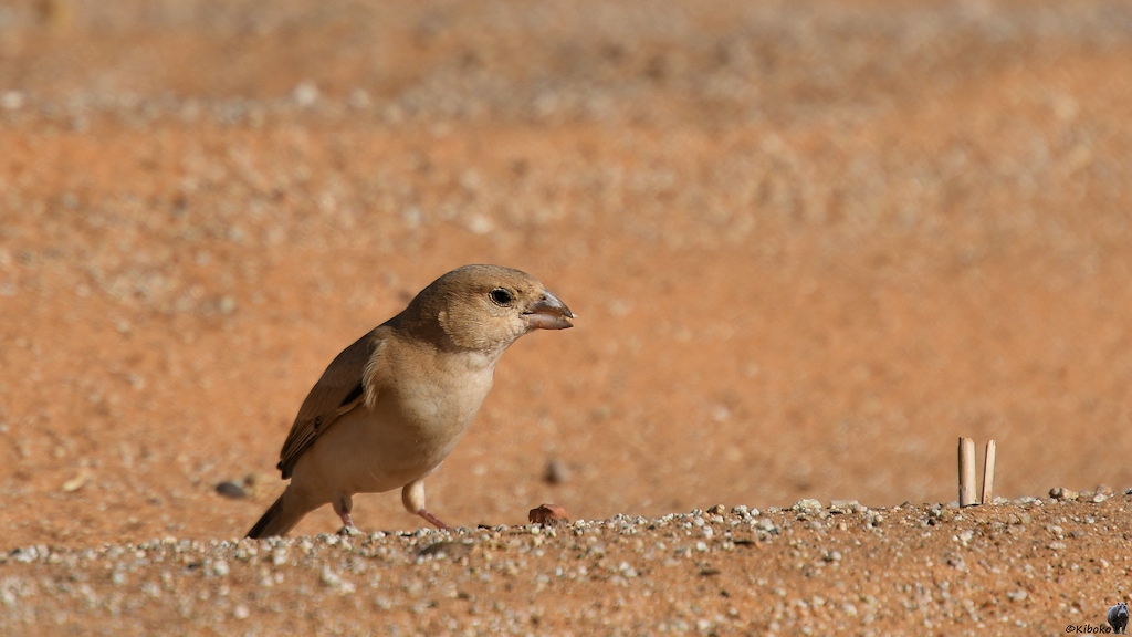 Frau Wüstensperling (Desert Sparrow)

s1078 bTmeinmitshatt DesertSparrow 1729