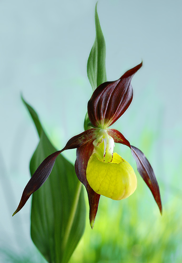 Frauenschuh-Orchidee ( Cypripedium calceolus)