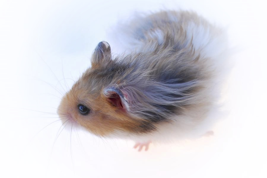 Fred 03 900 frederik10