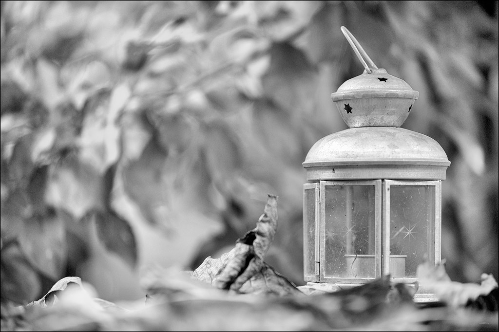 FredyDSC 7314