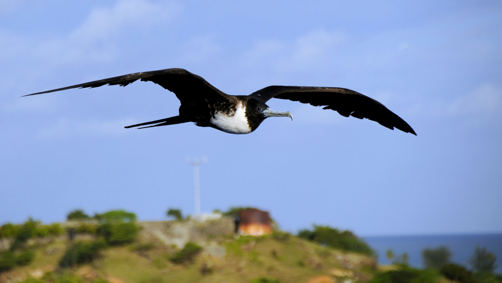 Fregattvogel Antigua