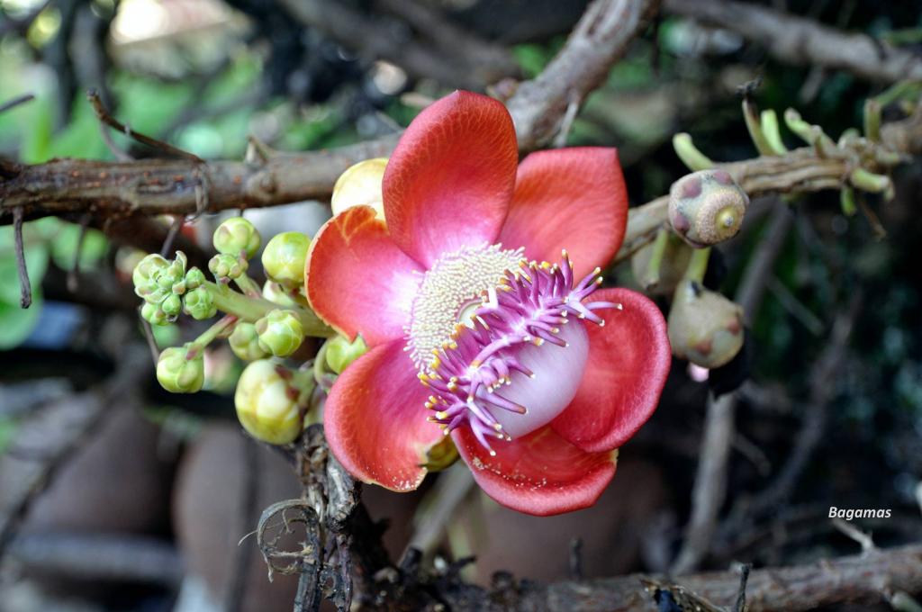 Fremde Blüte