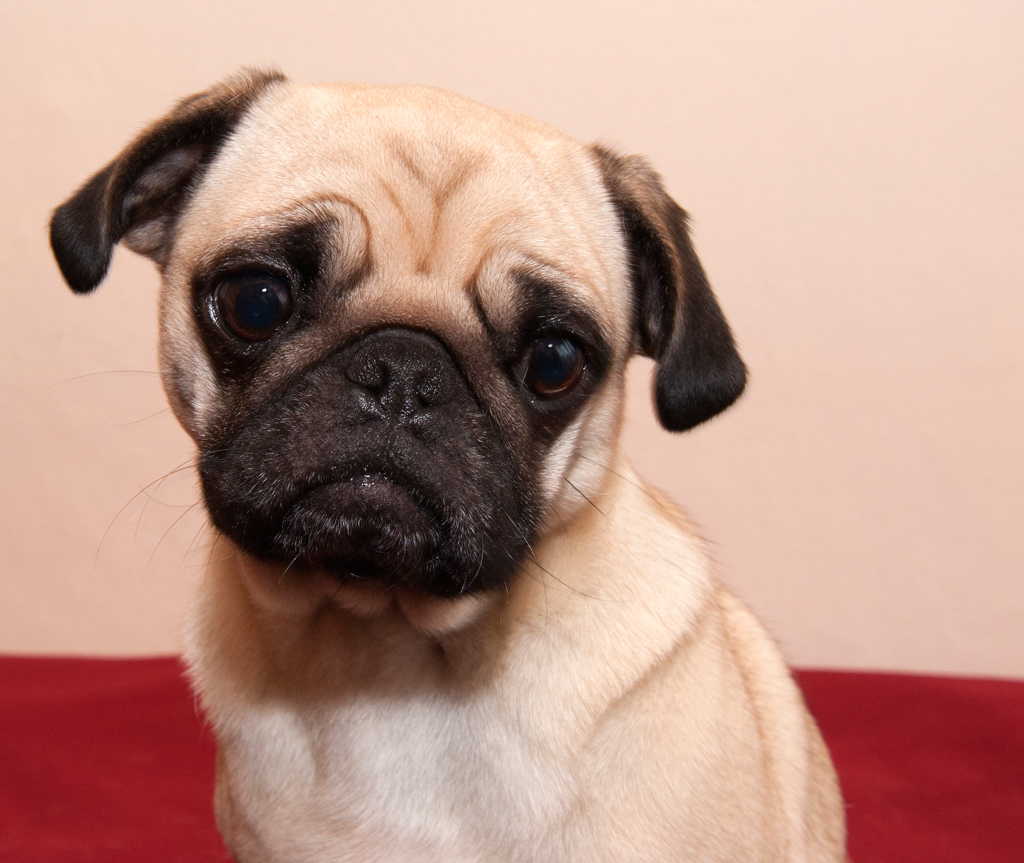 Frieda