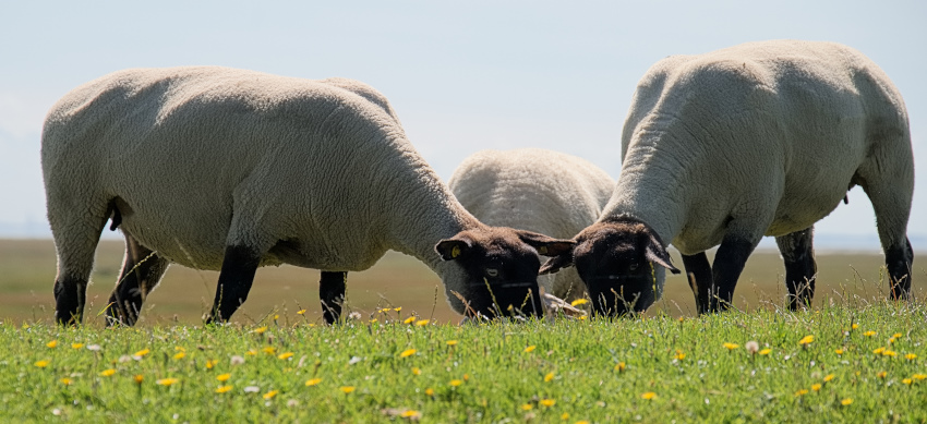 Friedlich nebeneinander mit uns.jpg