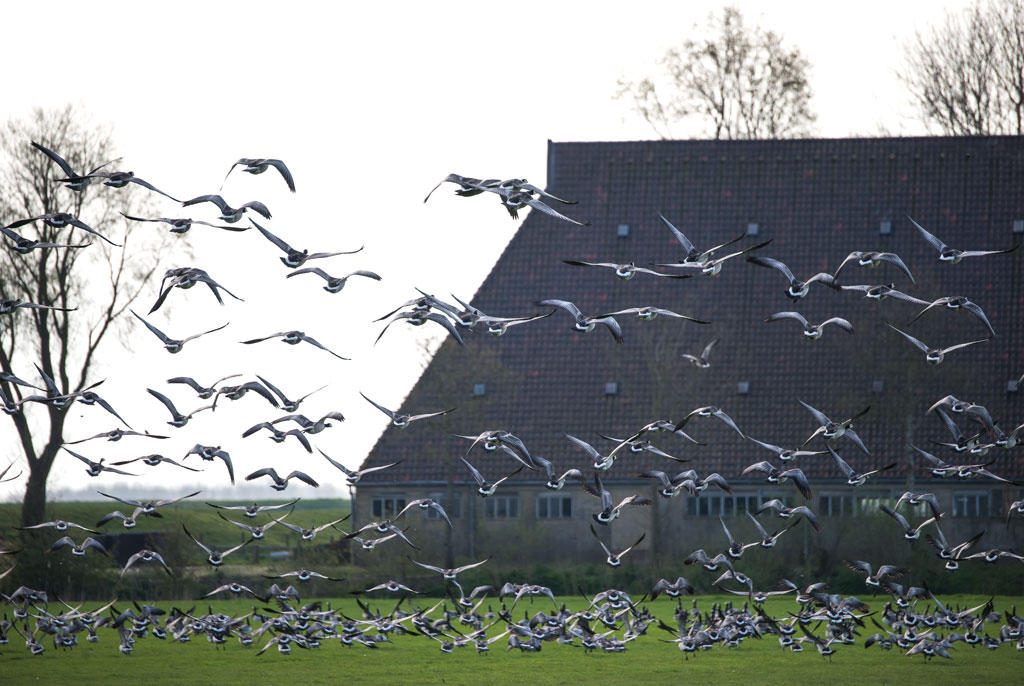 friesland 1