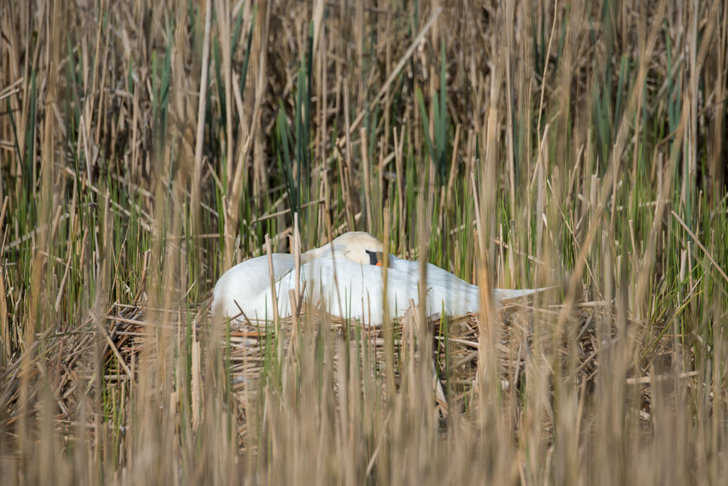 friesland 10