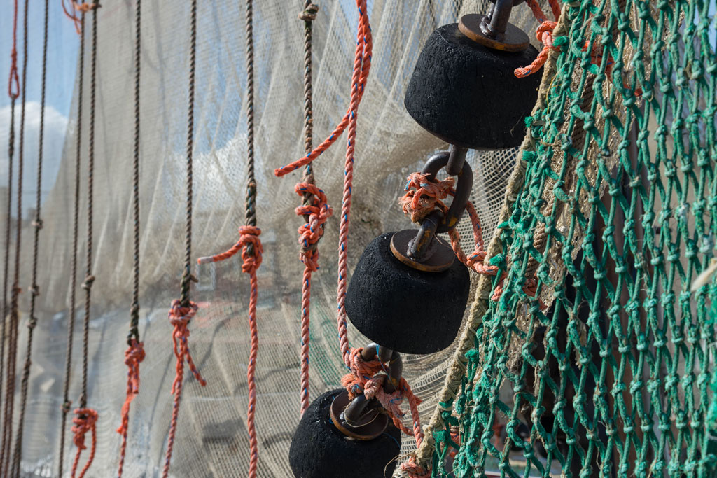 friesland 14