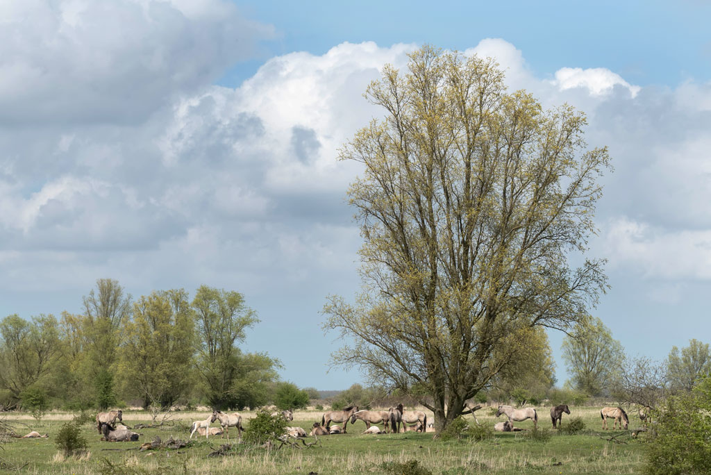friesland 21