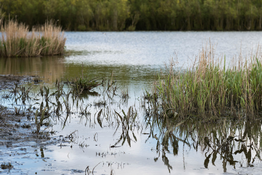 friesland 22