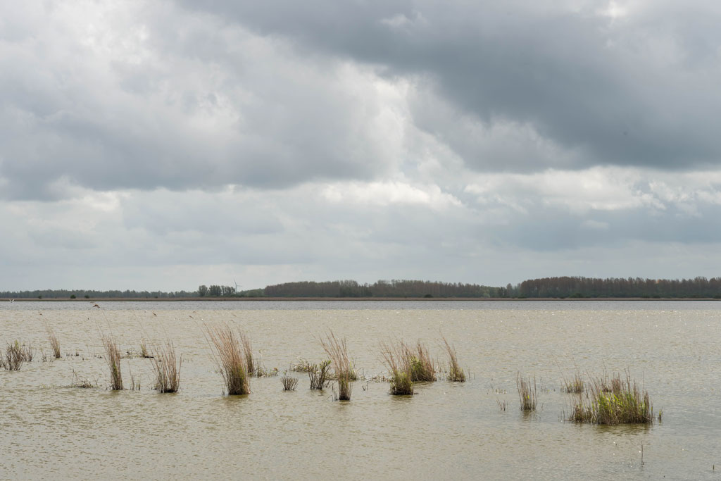 friesland 23
