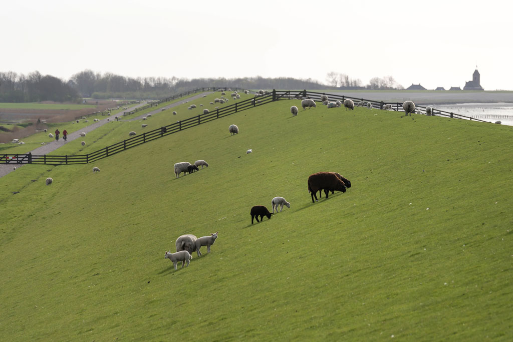 friesland 24