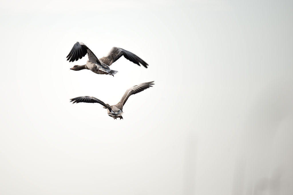 friesland 3