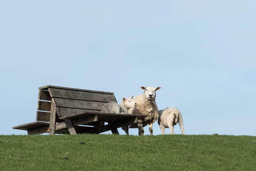 friesland 31