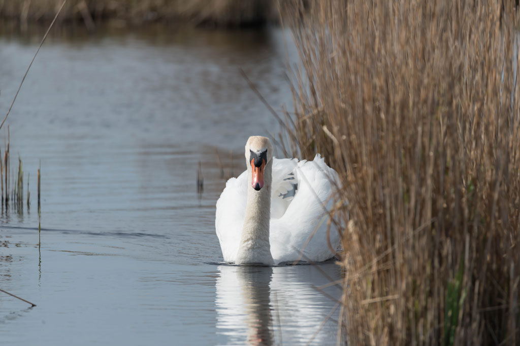 friesland 5