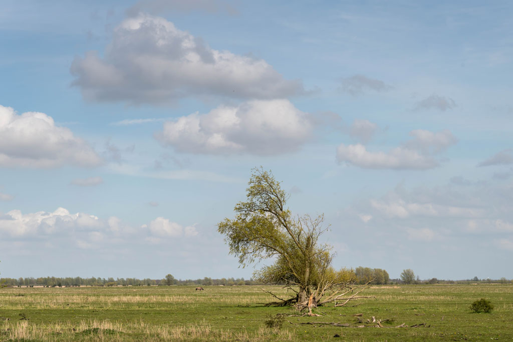friesland 6