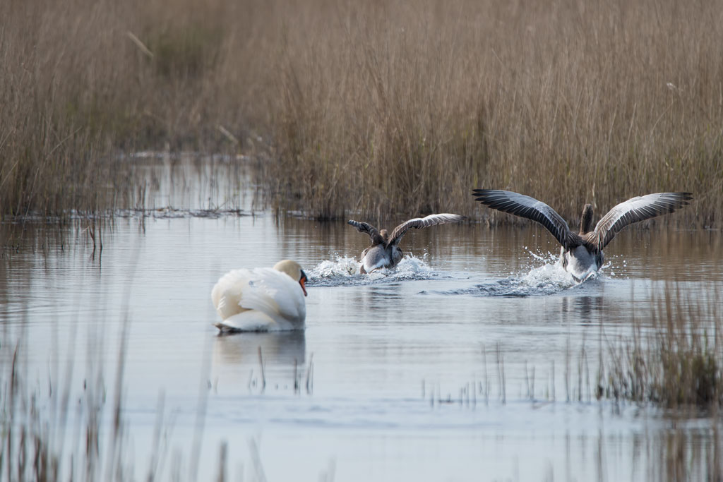 friesland 7
