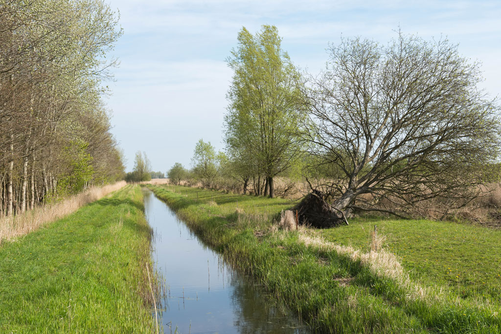 friesland 8