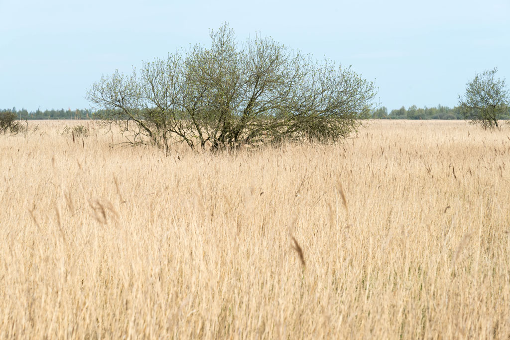 friesland 9