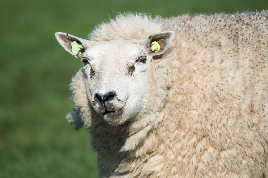 friesland schaf