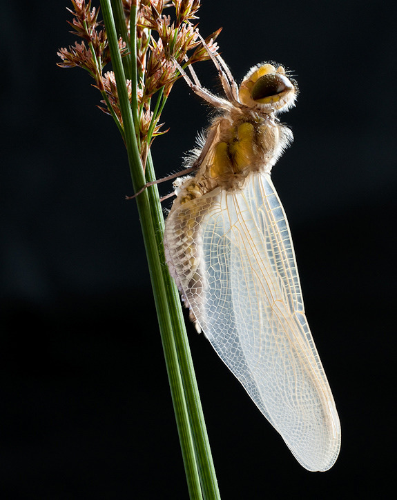 frisch geschlüpfte libelle